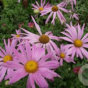 Chrysanthemum (R) 'Clara Curtis' GM P9