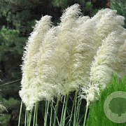 Cortaderia s. 'White Feather' GM  P11