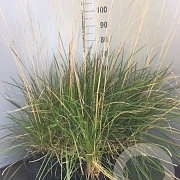 Deschampsia cesp. 'Goldtau' GM P9 BIO