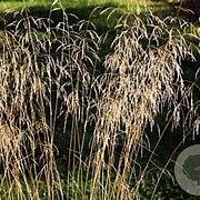 Deschampsia cesp. 'Tauträger' GM P9 BIO