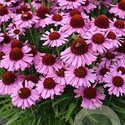 Echinacea 'Meditation Pink' GM P9