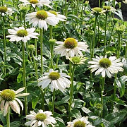 Echinacea 'Meditation White' GM P9