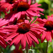 Echinacea 'Red Effect' GM P9