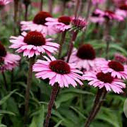 Echinacea 'Sensation Black Pearl' GM P9