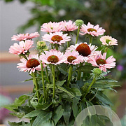 Echinacea Sunseekers Salmon GM P9