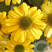 Echinacea Sunseekers Yellow GM P9