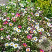 Erigeron karvinsk. 'Blütenmeer' GM P9 BIO