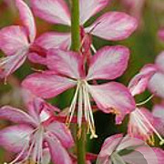 Gaura l. Rosy Jane GM P9 BIO