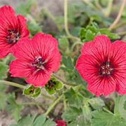 Geranium cin. Jolly Jewel Raspberry GM P9