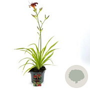 Hemerocallis 'Sammy Russell' GM P9 BIO
