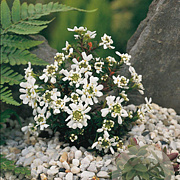 Iberis semp. 'Appen-Etz' GM P9