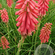 Kniphofia 'Redhot Popsicle' GM P9