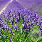 Lavandula ang. 'Essence Purple' GM P9