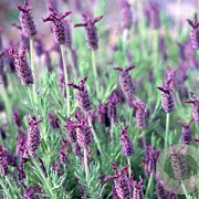Lavandula 'Helmsdale' GM P9