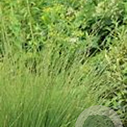 Molinia arund. 'Fontäne' GM P9 BIO