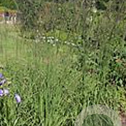 Molinia caerulea 'Dauerstrahl' GM P9 BIO