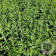 Perovskia atriplicifolia GM P9