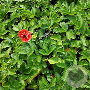 Potentilla 'Scarlet Dreams' GM P9