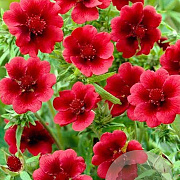 Potentilla 'Scarlet Dreams' GM P9 BIO