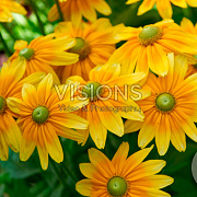 Rudbeckia hirta 'Prairie Sun' GM P9