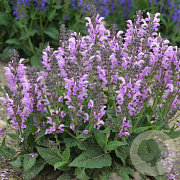 Salvia 'Lilac Lipstick' GM P9