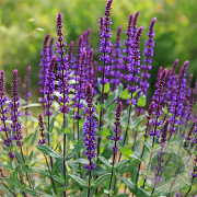 Salvia sylv. 'Violet Queen' GM P9