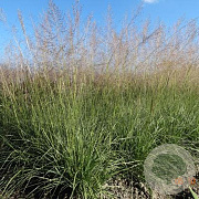 Sporobolus airoides 'Delicatesse' GM P9