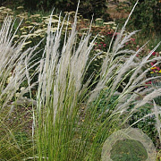 Stipa ichu GM P9 BIO