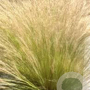 Stipa tenuissima 'Ponytails' GM P9