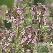 Thymus citriod. 'Silver Queen' GM P9