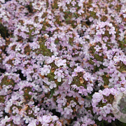 Thymus 'Duftkissen' GM P9