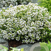 Thymus praecox 'Albiflorus' GM P9 BIO