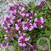 Thymus pulegioides GM P9