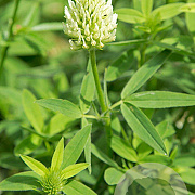 Trifolium ochroleucon GM P9