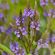 Verbena hastata GM P9