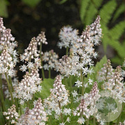 Tiarella 'Tiger Stripe' GM P9 BIO