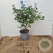Syringa meyeri 'Palibin' 30-40 cm 3,0L