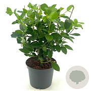 Viburnum tin. 'Eve Price' 30-40 cm 3,0L