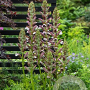 Acanthus hungaricus 'White Lips' GM P9 BIO