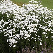 Achillea ptar. 'Peter Cottontail' GM P9 BIO