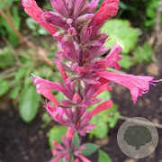 Agastache mex. 'Red Fortune' GM P9 BIO
