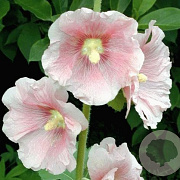 Alcea r. 'Charters Rosa' GM P9 BIO