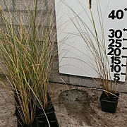 Ammophila arenaria GM P9 BIO