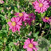 Anemone hyb. 'Bressingham Glow' GM P9 BIO