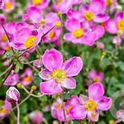 Anemone h. Fantasy Jasmine GM P9 BIO