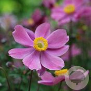 Anemone hyb. 'Serenade' GM P9 BIO