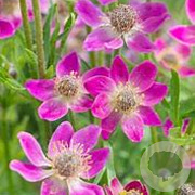 Anemone m. 'Annabella Deep Rose' GM P9 BIO