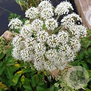 Angelica sylvestris 'Vicar's Mead' GM P9 BIO