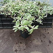 Anaphalis triplinervis GM P9 BIO
