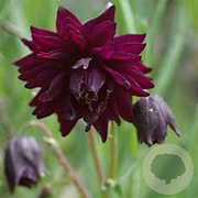 Aquilegia v. 'Black Barlow' GM P9 BIO